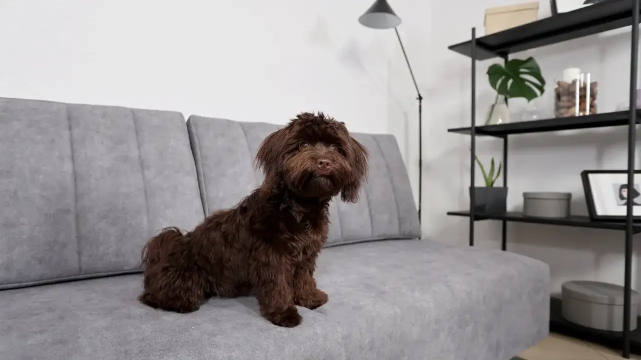 tkaniny pet friendly na kanapę
